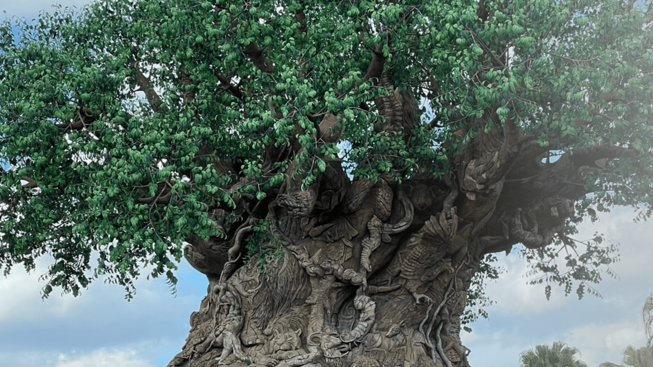 A close-up of the Tree of Life at Disney's Animal Kingdom showcases the intricate carvings of various animals on its trunk and branches. The lush green leaves and the detailed artwork highlight the tree's significance as an iconic centerpiece of the park. The sky with scattered clouds forms a serene backdrop to this majestic structure.
